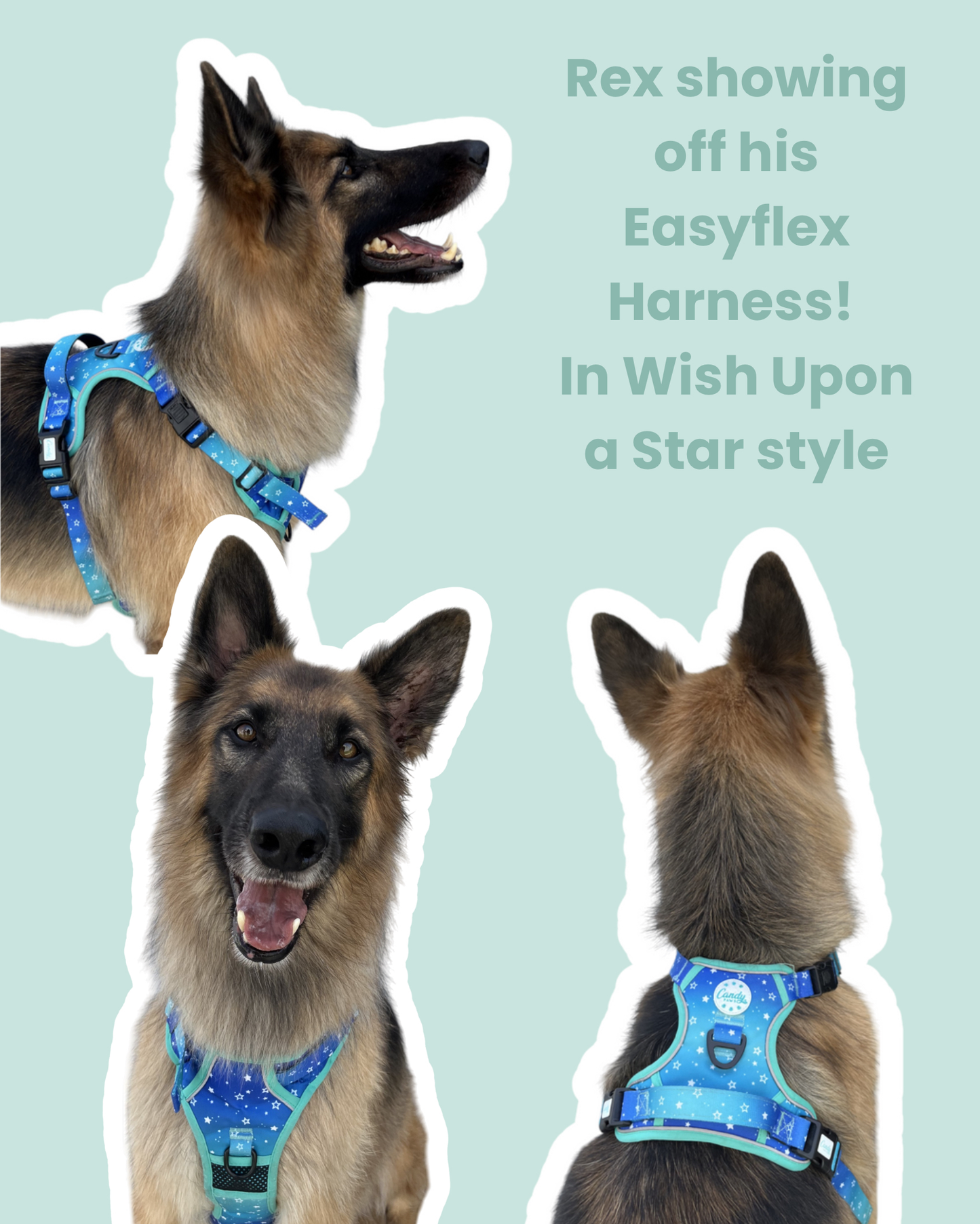 EasyFlex Harness: Wish Upon A Star