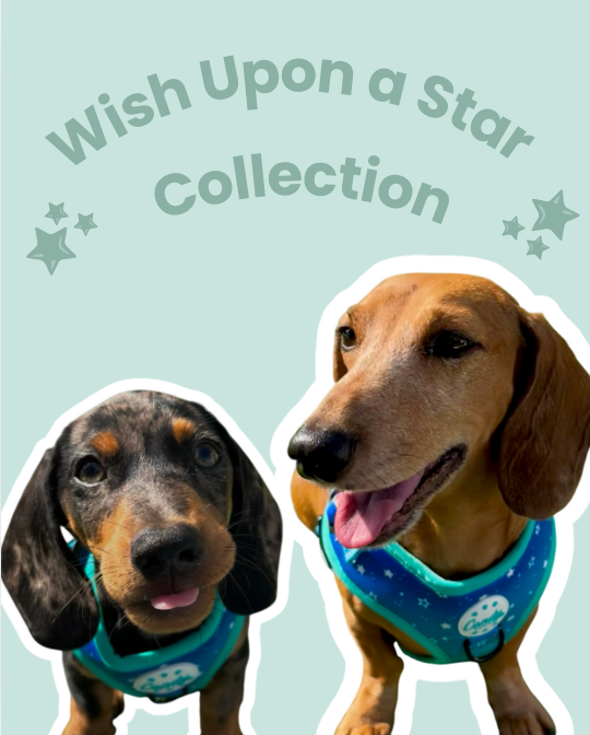 Wish Upon a Star Bundle