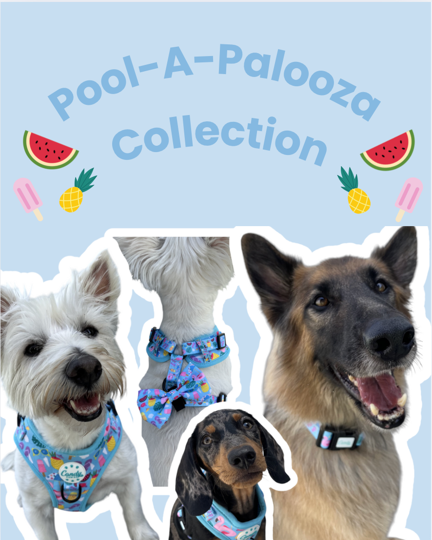 Pool-A-Palooza Bundle
