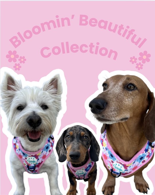 Bloomin' Beautiful Bundle